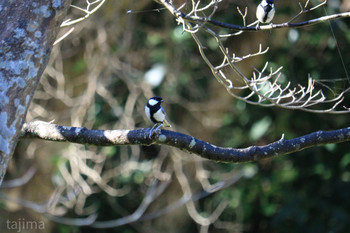 Japanese Tit 山田緑地 Sat, 11/16/2019