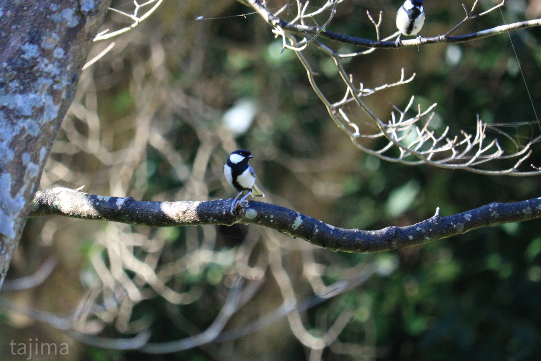 Japanese Tit