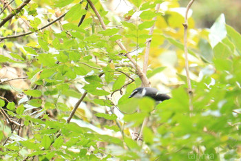 Sat, 11/9/2019 Birding report at 山田緑地