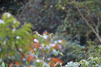 Daurian Redstart 山田緑地 Sat, 11/16/2019