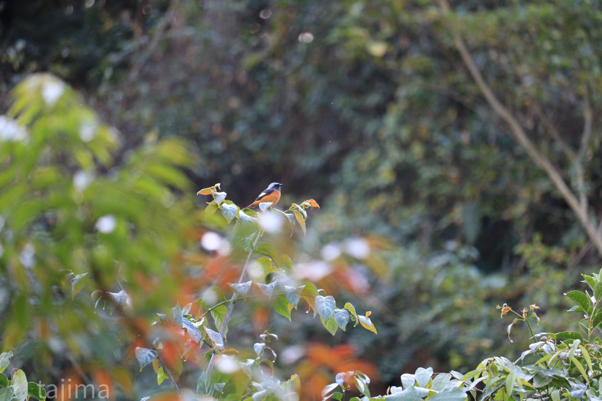 Photo of Daurian Redstart at 山田緑地 by Tajima