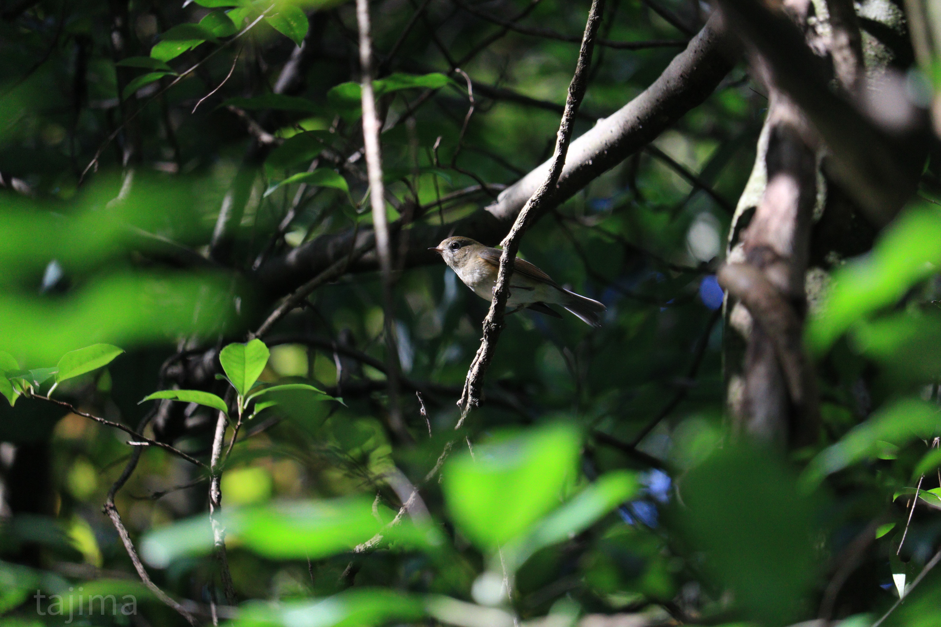 Photo of Daurian Redstart at 山田緑地 by Tajima