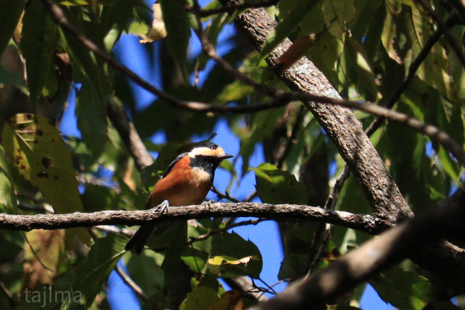 Varied Tit