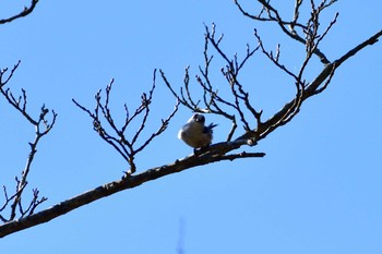 エナガ 朝霧高原 2019年11月16日(土)