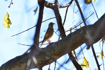 カワラヒワ 朝霧高原 2019年11月16日(土)