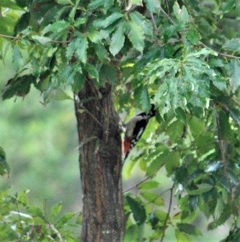 Great Spotted Woodpecker 羽生水郷公園 Tue, 1/8/2019