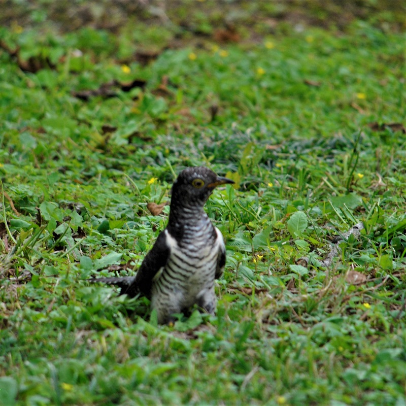 Oriental Cuckoo