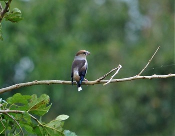 Hawfinch 羽生水郷公園 Tue, 1/8/2019