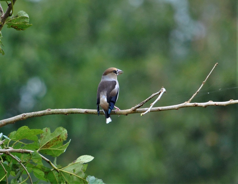 Hawfinch