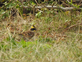 Yellow-throated Bunting Hegura Island Thu, 10/17/2019