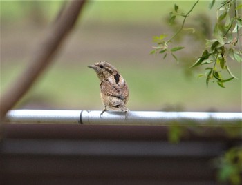 Eurasian Wryneck 羽生水郷公園 Tue, 1/8/2019