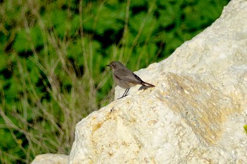 Black Redstart La Rochelle Tue, 10/22/2019