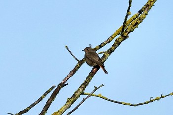 Black Redstart La Rochelle Tue, 10/22/2019