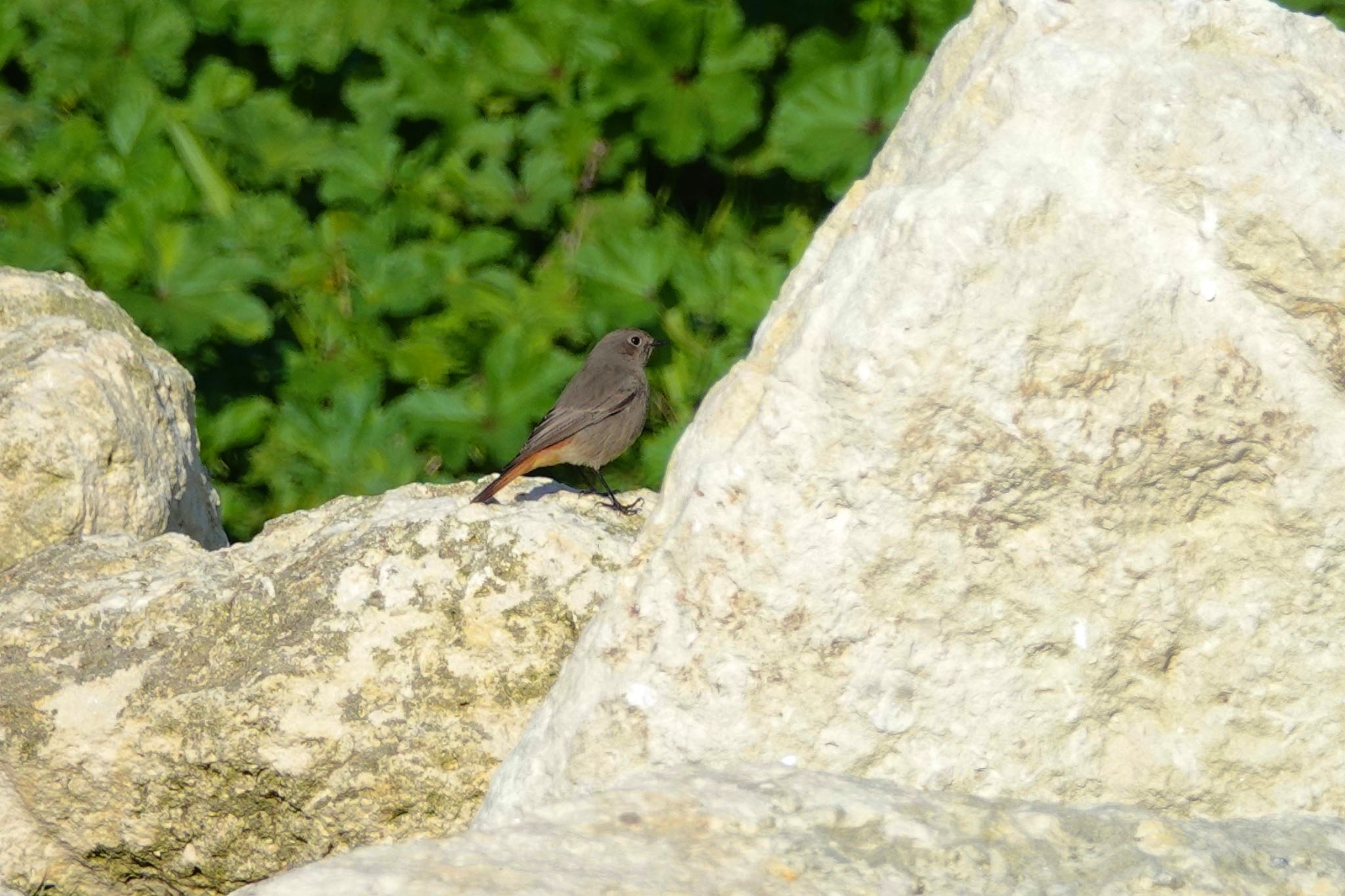 Photo of Black Redstart at La Rochelle by のどか