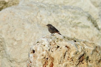 Black Redstart La Rochelle Tue, 10/22/2019