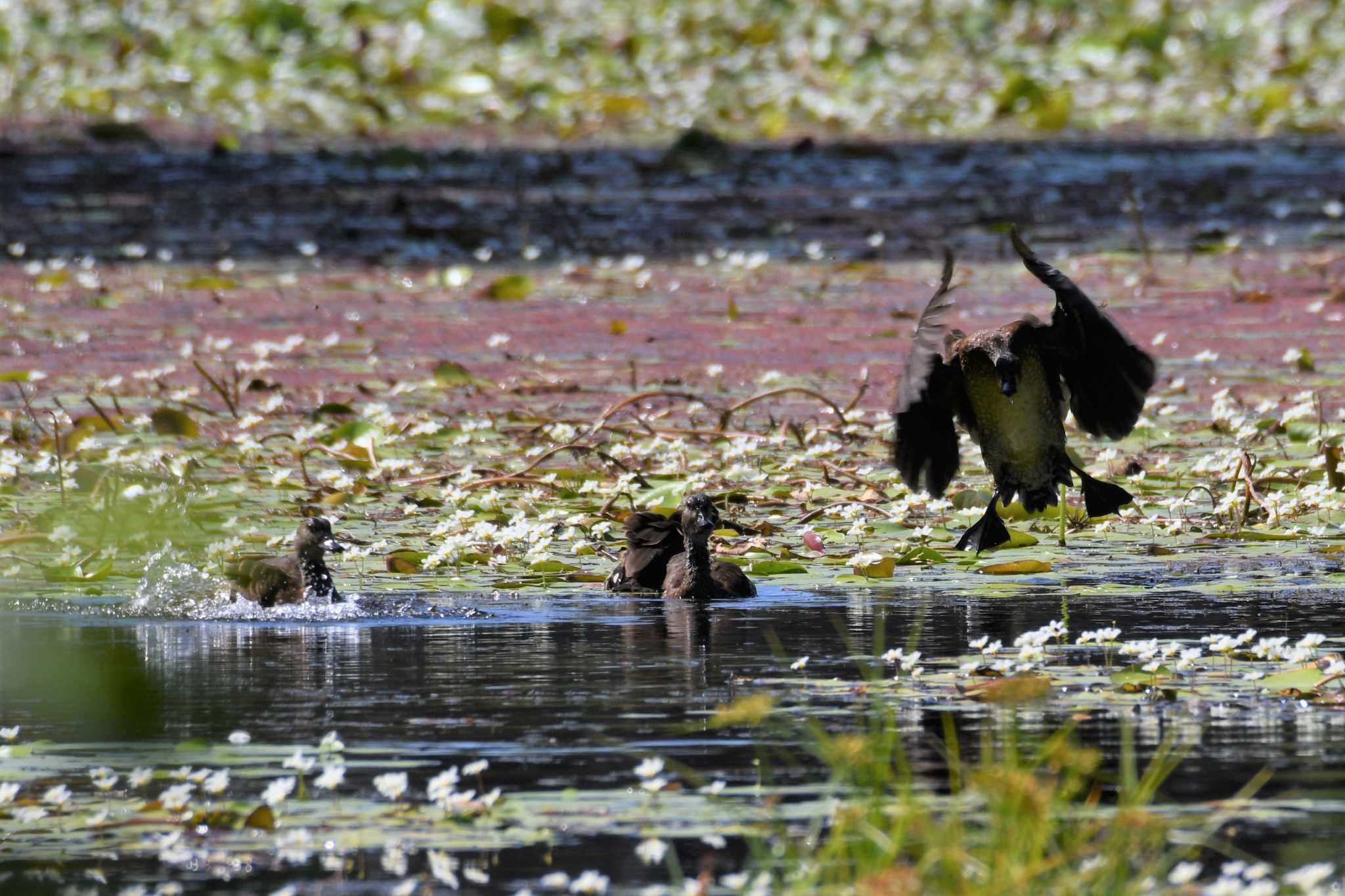 Photo of Spotted Whistling Duck at オーストラリア,ケアンズ～アイアインレンジ by でみこ