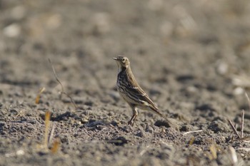 2019年11月10日(日) 鍋田干拓地の野鳥観察記録