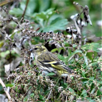 Masked Bunting Hegura Island Thu, 10/17/2019