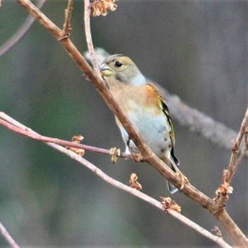 Brambling Hegura Island Thu, 10/17/2019