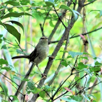 Unknown Species 普正寺の森(普正寺橋下流) Sun, 10/20/2019