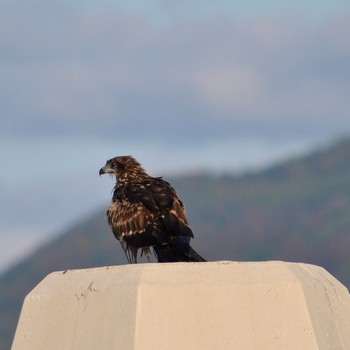 Black Kite 輪島市 Wed, 10/16/2019