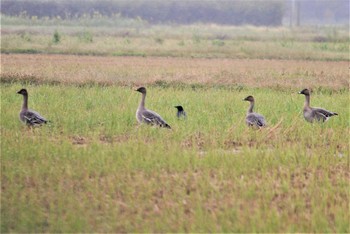 Tundra Bean Goose 七尾市 Sat, 10/19/2019