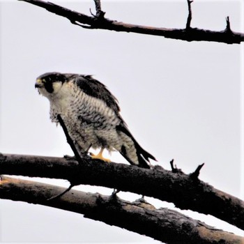 Peregrine Falcon 羽咋市 Sat, 10/19/2019