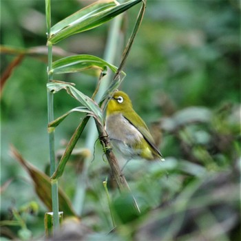 Warbling White-eye Hegura Island Thu, 10/17/2019