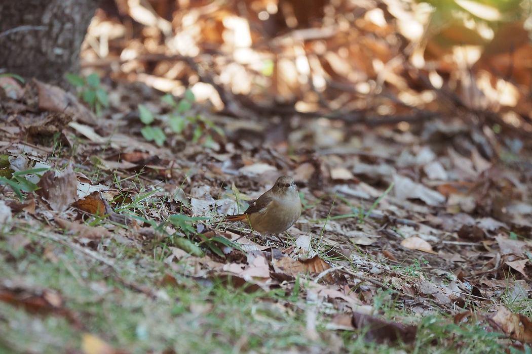 葛西臨海公園 ジョウビタキの写真 by ぴくるす