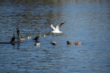 2019年11月16日(土) 多摩川二ヶ領宿河原堰の野鳥観察記録