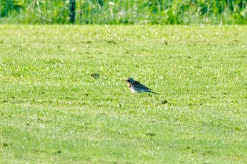 Fieldfare La Rochelle Tue, 10/22/2019