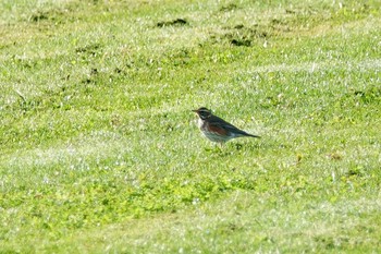 Redwing La Rochelle Tue, 10/22/2019