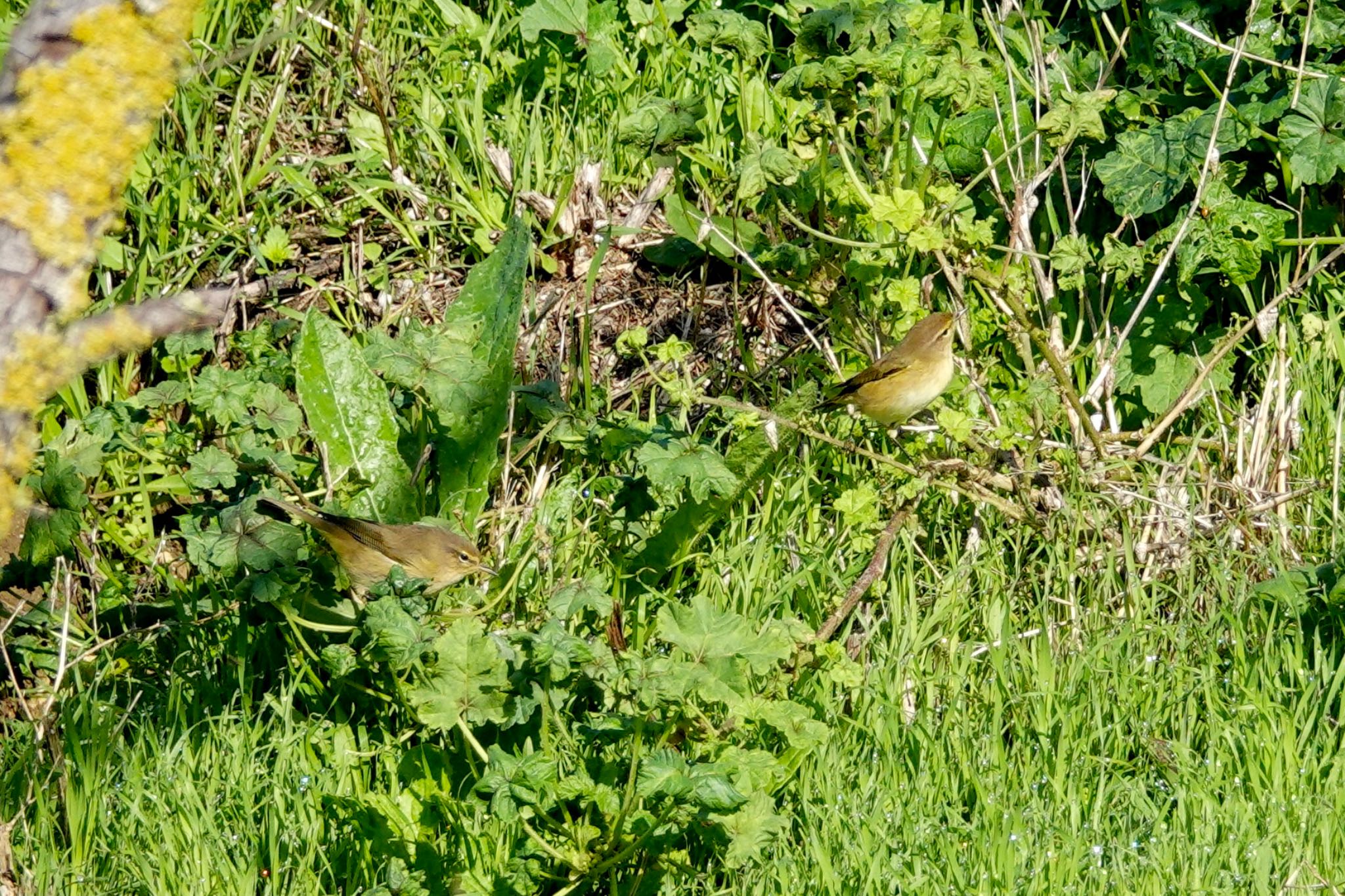 Photo of Common Chiffchaff at La Rochelle by のどか