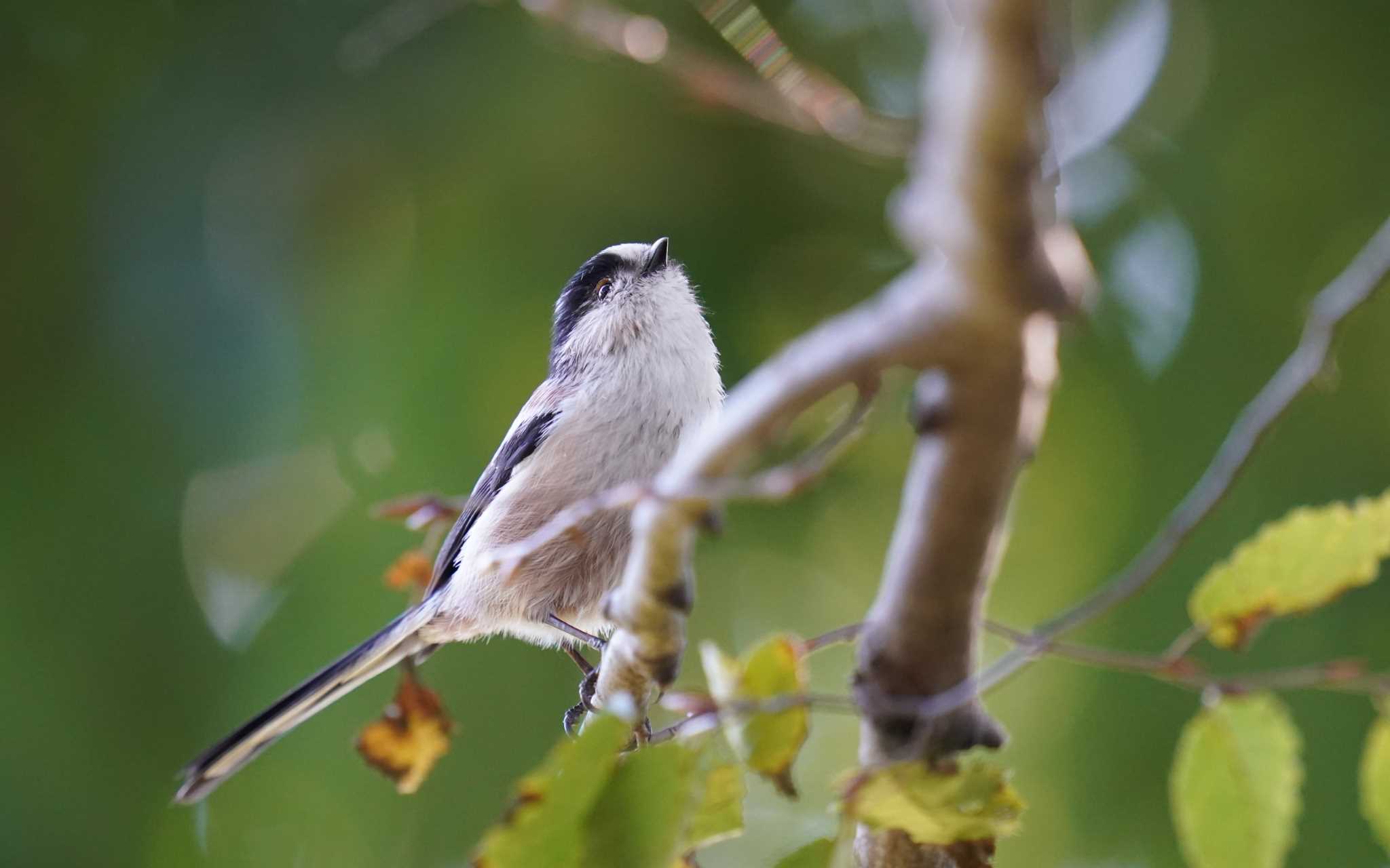 Photo of Long-tailed Tit at 東京都多摩地域 by Orion-HAS