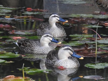 カルガモ 都立浮間公園 2019年11月15日(金)