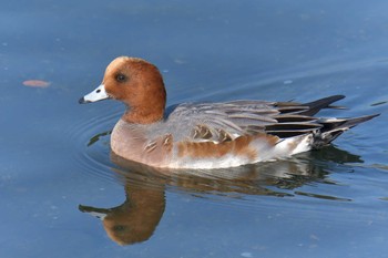 Eurasian Wigeon 鴨川 Sat, 11/16/2019