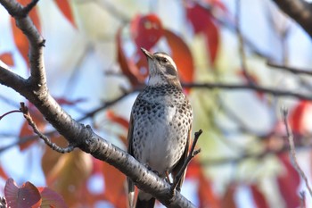 Dusky Thrush 鴨川 Sat, 11/16/2019