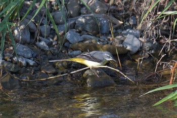 Grey Wagtail 鴨川 Sat, 11/16/2019