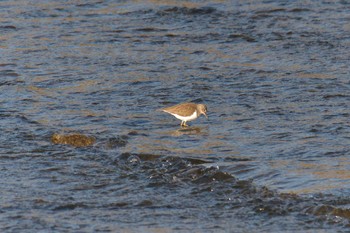 Common Sandpiper 鴨川 Sat, 11/16/2019