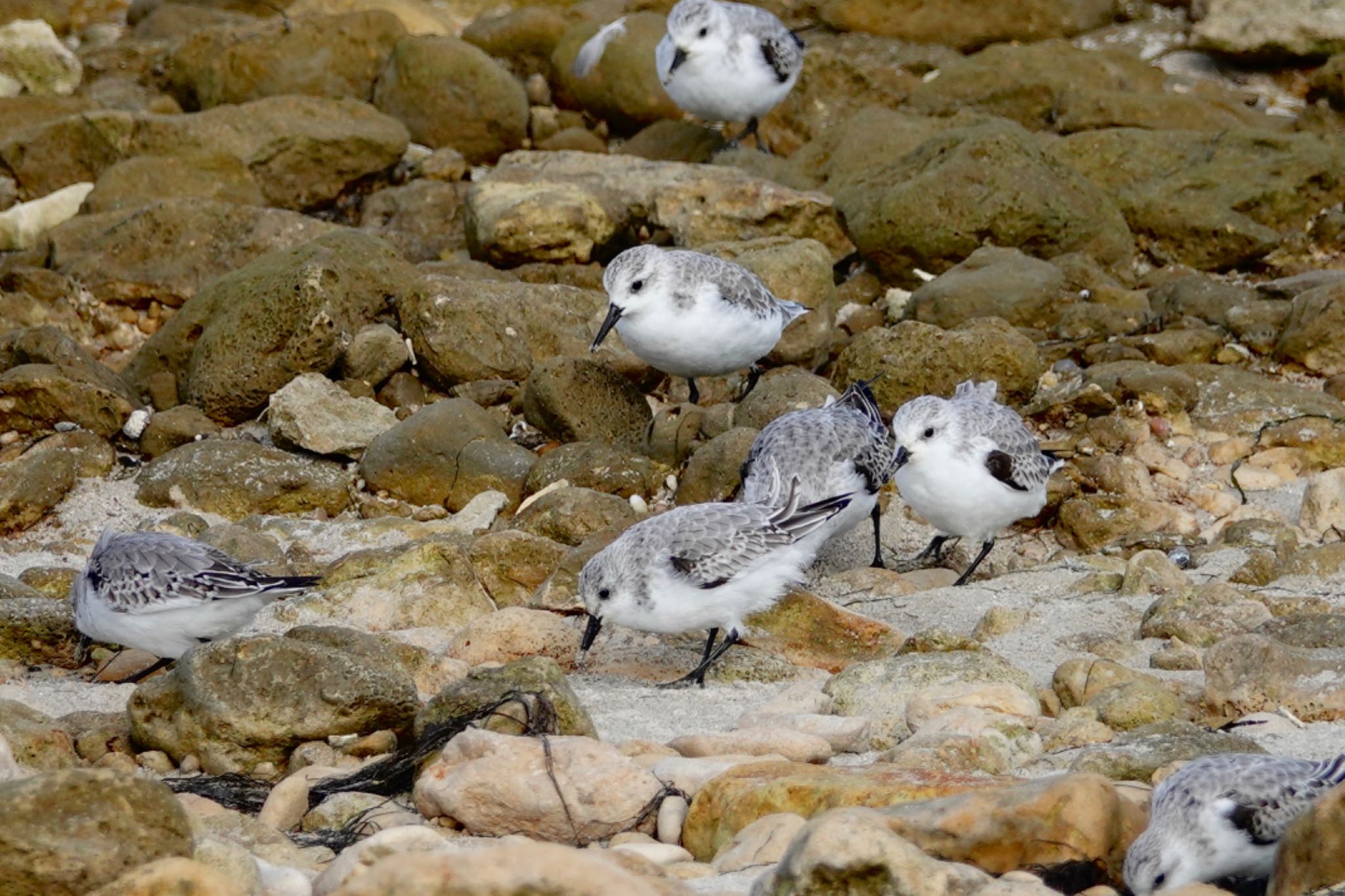 Sanderling