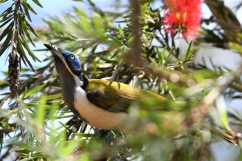 Blue-faced Honeyeater オーストラリア,ケアンズ～アイアインレンジ Sun, 10/13/2019