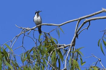 Blue-faced Honeyeater オーストラリア,ケアンズ～アイアインレンジ Sun, 10/20/2019