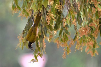 Blue-faced Honeyeater オーストラリア,ケアンズ～アイアインレンジ Sun, 10/13/2019