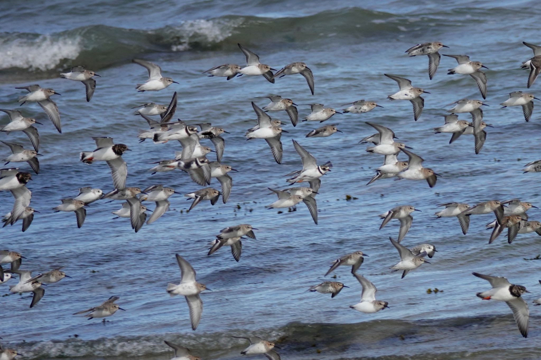 Common Ringed Plover