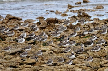 Common Ringed Plover La Rochelle Tue, 10/22/2019