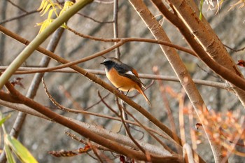 2019年11月16日(土) 増間ダムの野鳥観察記録