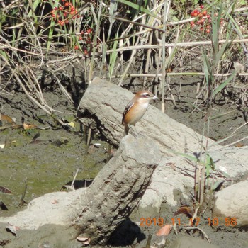 2019年11月17日(日) 光が丘公園の野鳥観察記録