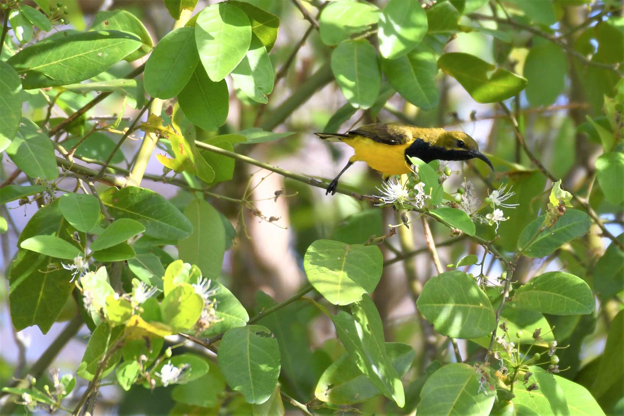 Ornate Sunbird