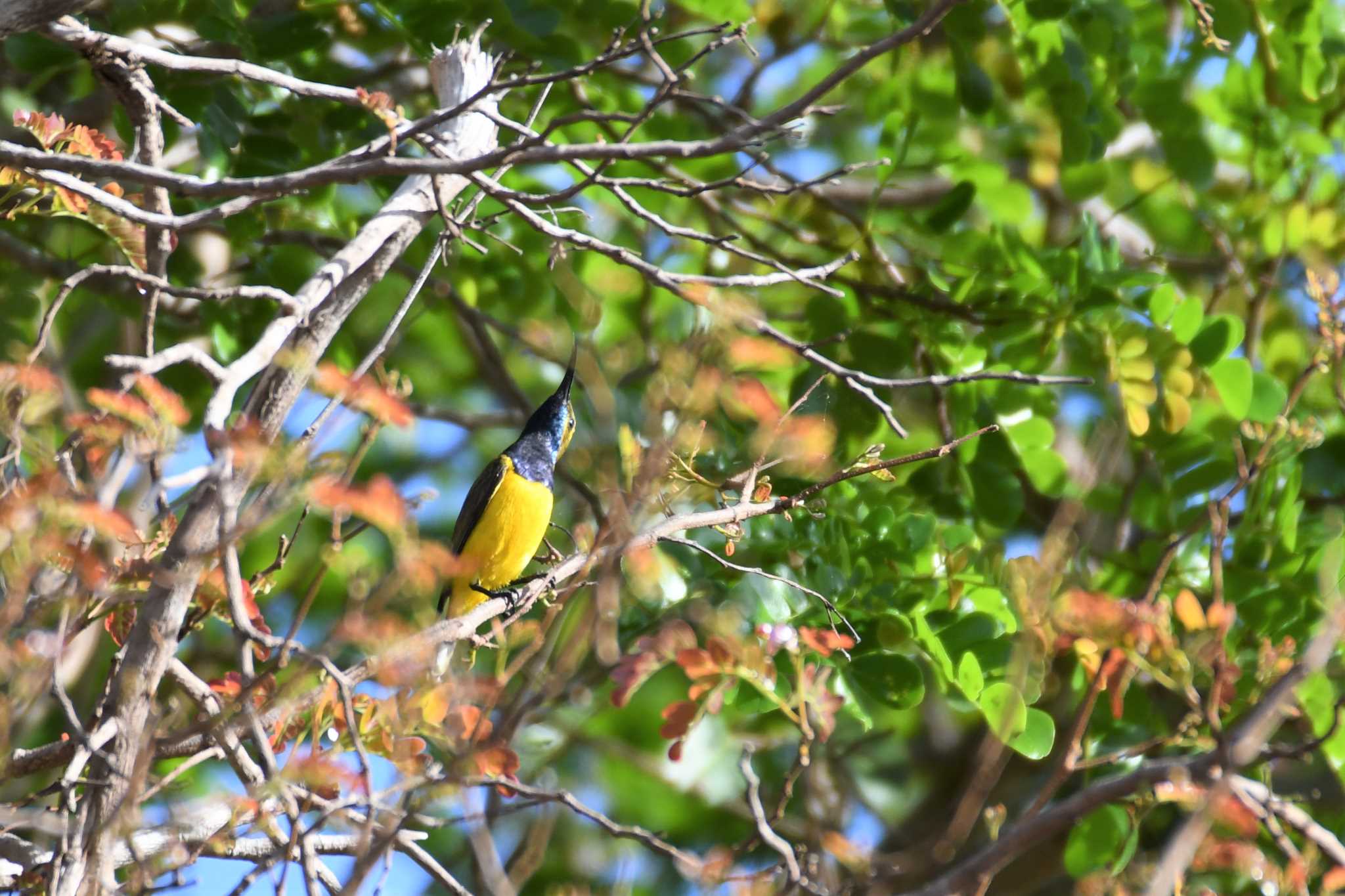 Ornate Sunbird