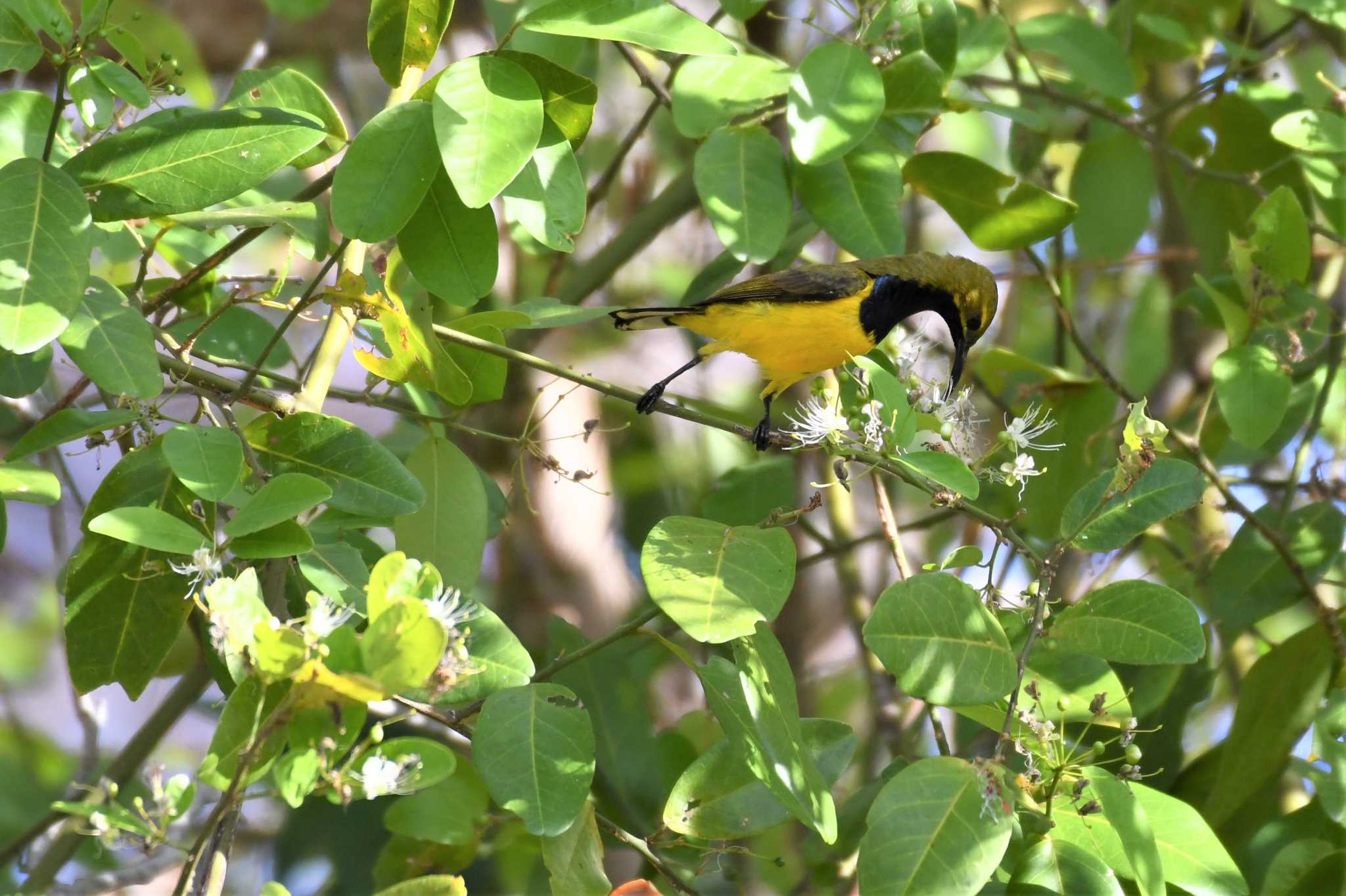 Ornate Sunbird